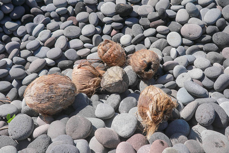 卵石滩上的椰子海滩上的椰子果实从海里扔到石滩上的棕色椰图片