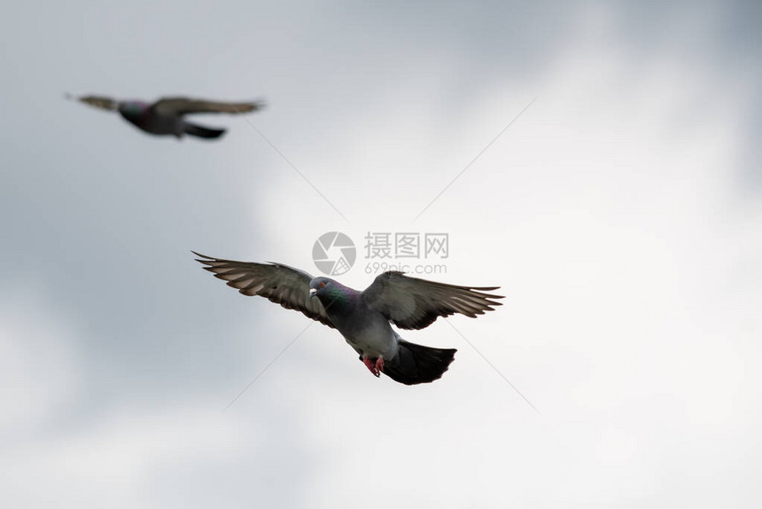 岩鸽在空中滑翔加拿大不列颠哥伦图片