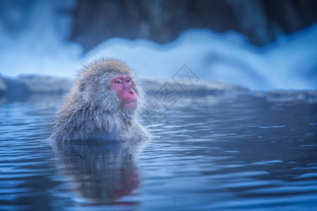 旅游亚洲红颊猴日本的热门旅游目的地在冬季图片