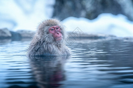 旅游亚洲红颊猴在水中泡着凉快的心情舒畅在冬季图片