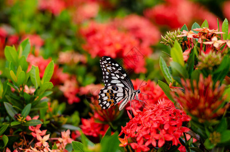 多彩的蝴蝶吸食花朵蜜新鲜绿图片