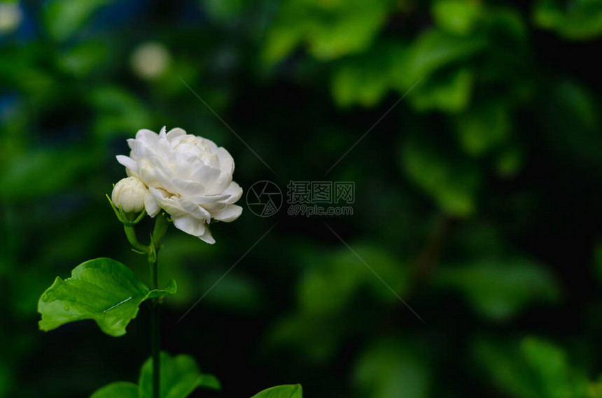 鲜白的泰国茉莉花与叶子在8月在图片
