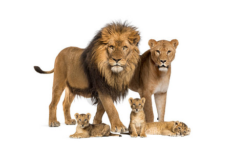 宝武集团狮子成年和幼熊的家背景