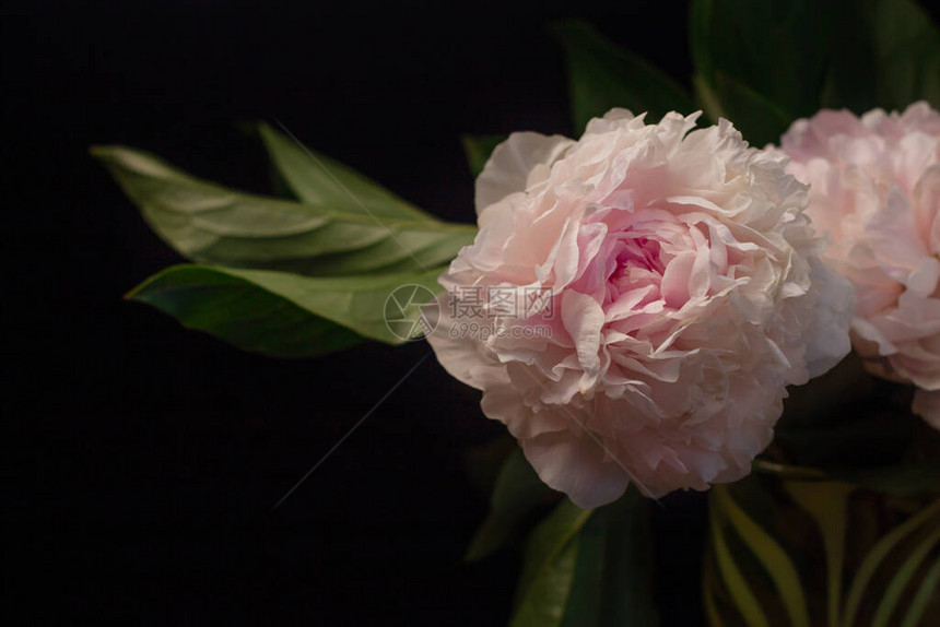 黑色背景上的粉红色牡丹花美丽的植物花卉设计创意极简主义黑暗和喜怒无常的风格白浅玫瑰色盛开的牡丹植物图片