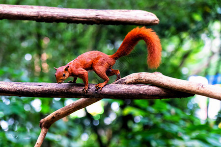 哥伦比亚雨林的一棵树上的红松鼠哥伦图片