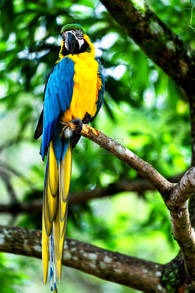 蓝色和黄色的金刚鹦鹉或Araararauna图片