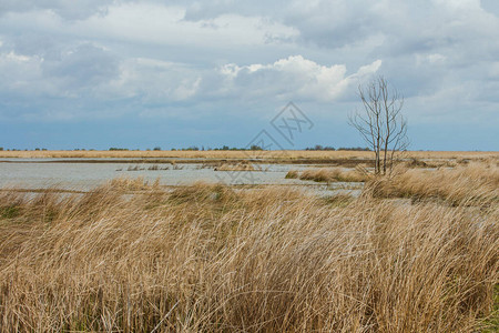 乌克兰Vylkove镇附近的多瑙河生物圈保护区的Erm图片