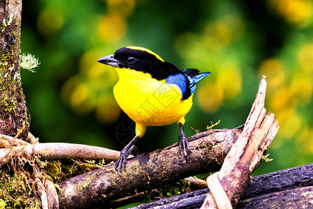 黄色黑色和蓝色的鸟图片