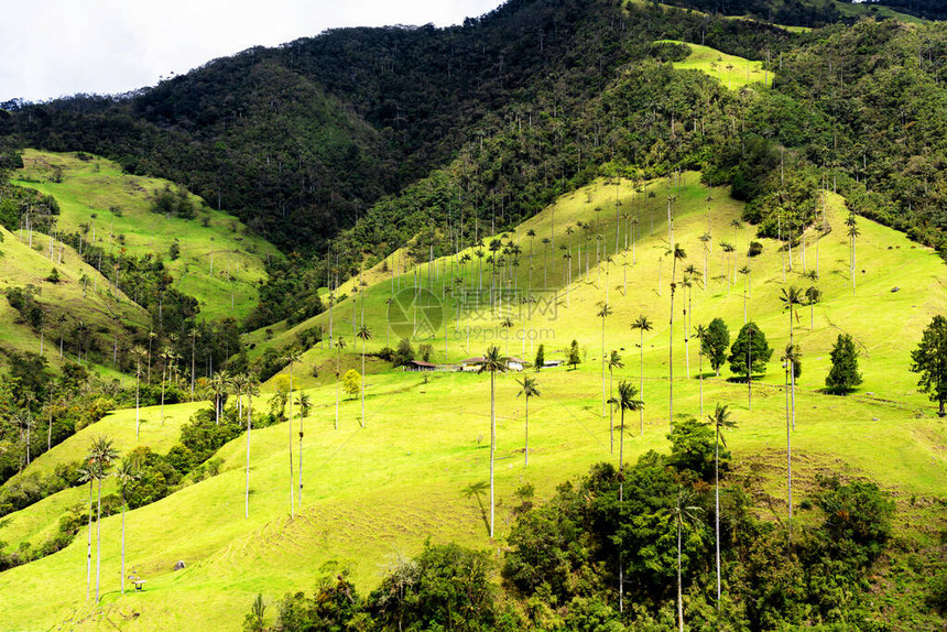 南美洲萨莱顿镇附近的哥伦比亚科拉山谷或ValledeCocoora的蜡棕榈树景观Ceroxylonquindi图片