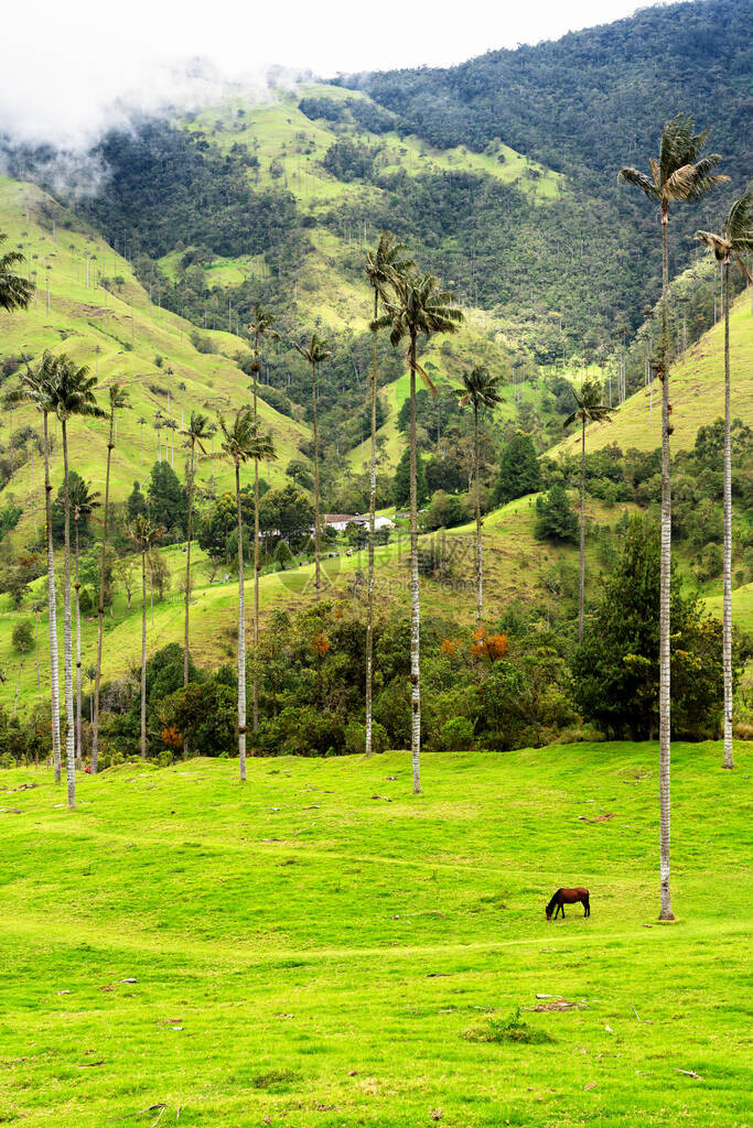南美洲萨莱顿镇附近的哥伦比亚科拉山谷或ValledeCocoora的蜡棕榈树景观Ceroxylonquindi图片