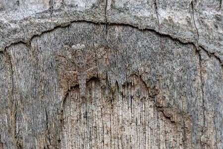 Eurybrachyid若虫棕榈树干上的飞虱飞虱若虫与背景完美融合完美模仿树皮上的小虫子印度背景图片