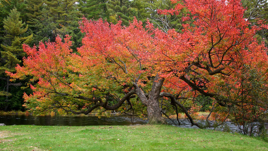 河边秋叶色枫树的景色图片