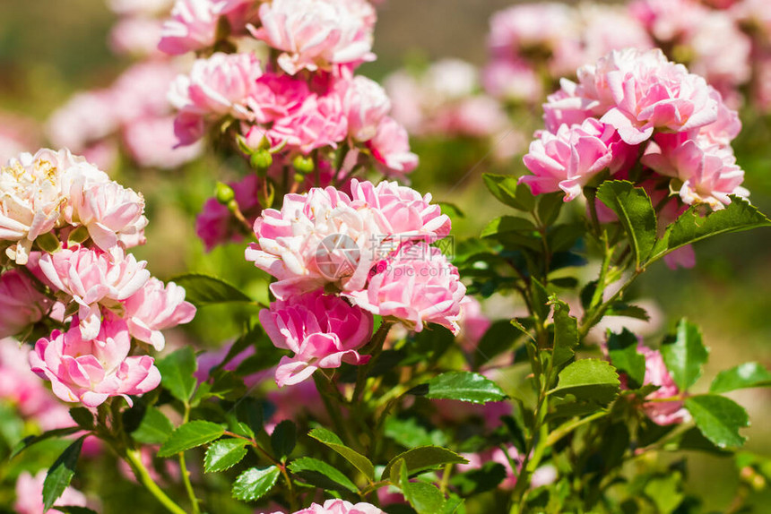 花园里美丽的粉红色花朵图片