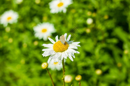 森林中白色雏菊上的蝴蝶图片