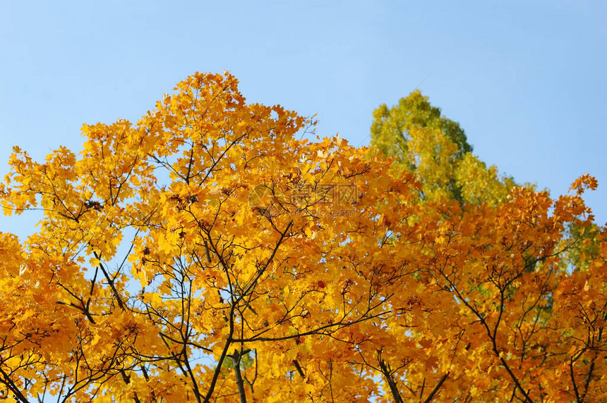 秋天的枫叶在蓝天背景下图片