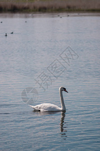 白天鹅在池塘天鹅湖野图片