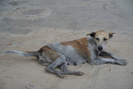 印度街头的狗独自遗弃图片