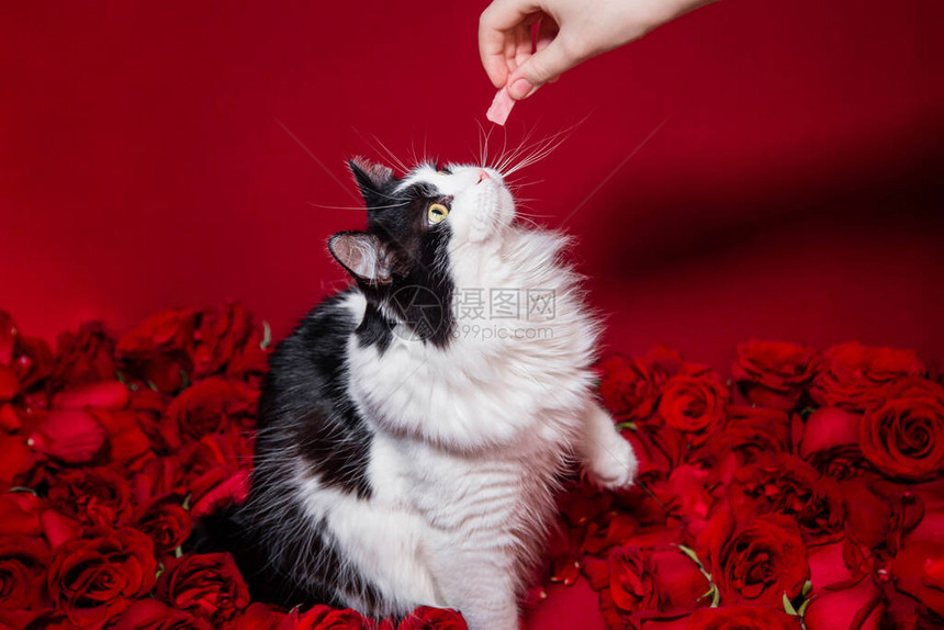 一只手对坐在红玫瑰和花瓣上的黑白图片