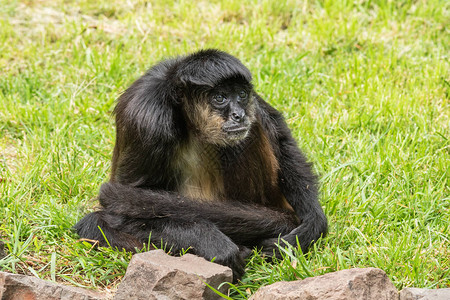 一只黑猴子正坐在草丛中图片