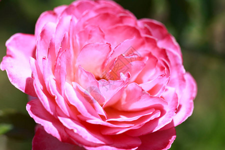温柔的玫瑰盛开的玫瑰花朵的背景阳光明媚的自然光图片