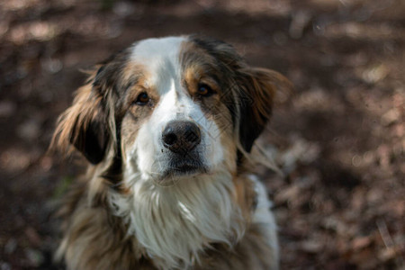 肖像大伯恩山犬背景上的森林图片