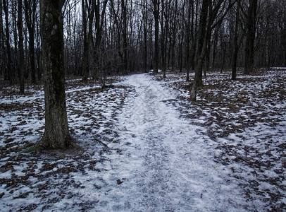 穿过小雪林的小路莫斯科图片