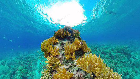 热带珊瑚礁海景与鱼类硬珊瑚和软珊瑚水下视频菲律图片