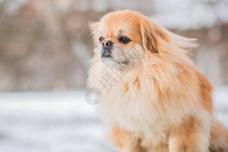 户外可爱的北京犬高清图片