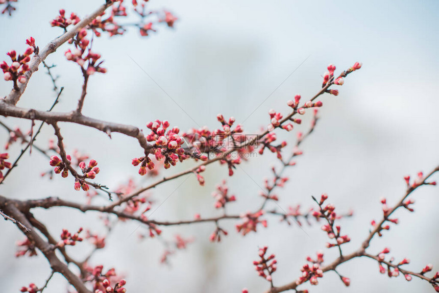 花园里早春的甜樱桃树园艺概念图片