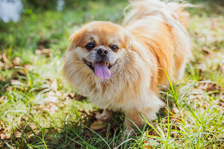 户外可爱的北京犬图片