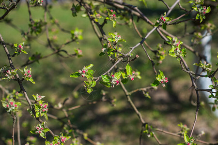 春天苹果树开花特写视图图片