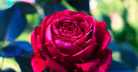 明亮的红玫瑰盛开的玫瑰花的背景阳光图片