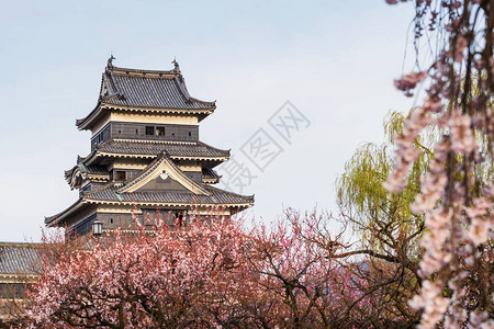 日本长野县松本城堡有粉红樱图片