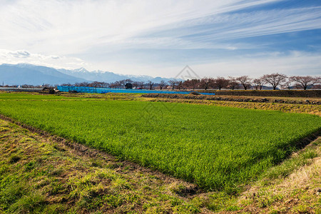 日本长野松本市春天的稻田樱桃树或樱花树和中央apls山背景农业产和美图片
