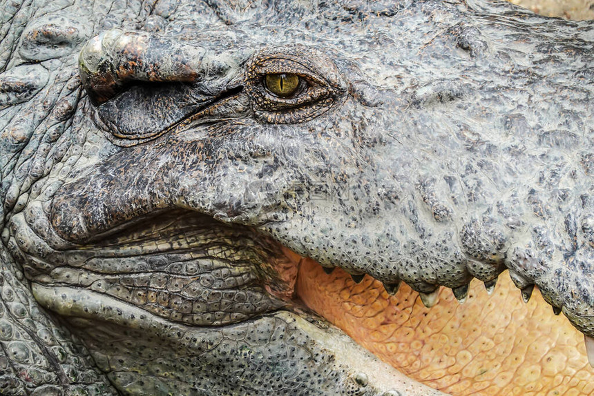 鳄鱼或鳄鱼的概念鳄鱼的眼睛和头上的牙齿眼睛是明亮的美丽的颜色鳄鱼是危险动物和大型图片