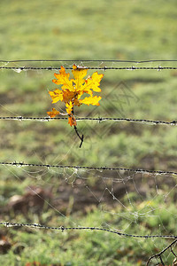 草地边缘铁丝网上的橡树秋叶图片