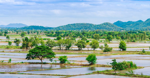 被淹的稻田景色在泰国播种的水稻用水种植水图片