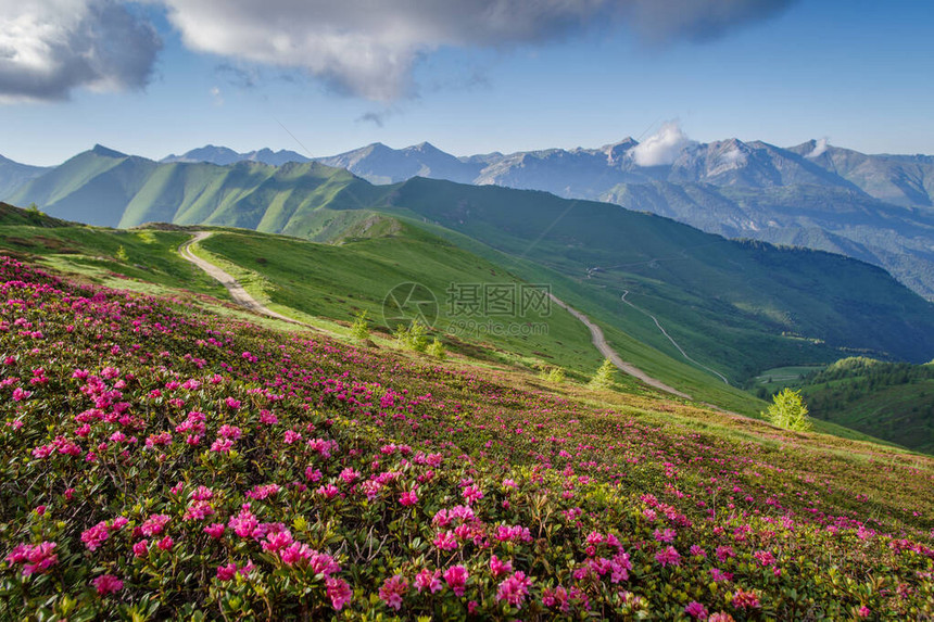 法国意大利边境萨卡罗山脉Ligurian阿尔卑斯Saccarello山脉开花的狂野Rhododende图片