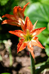 英庭式花园中许多鲜艳的橙色小红花朵或百合植物图片