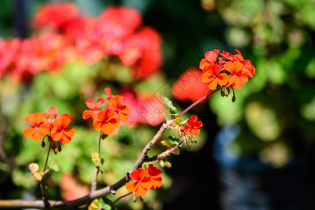 花园中盆栽中鲜艳的红色天竺葵花图片