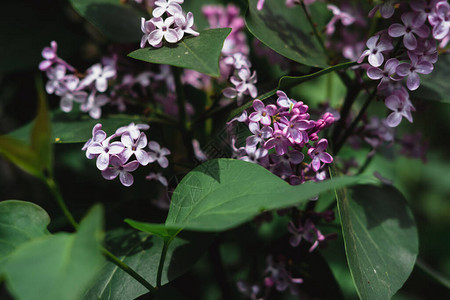 美丽的丁香花在树枝上五月盛开的丁香布什紫色和粉红色花图片