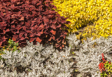 公园中锡纳里亚和科尔乌斯的鲜花床图片