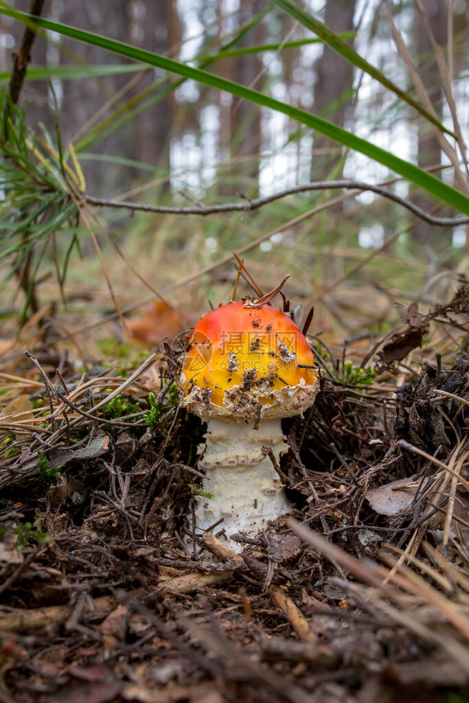 Amanita红蘑菇在草原和森林背景下生长于森林中的Amanit图片