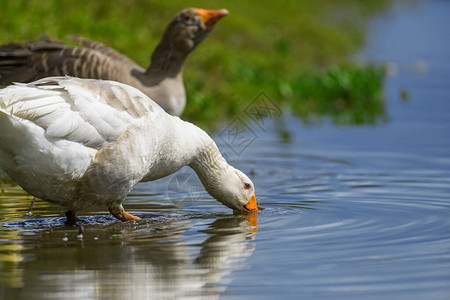 春天岸河上的两只鹅水中的农场动物图片