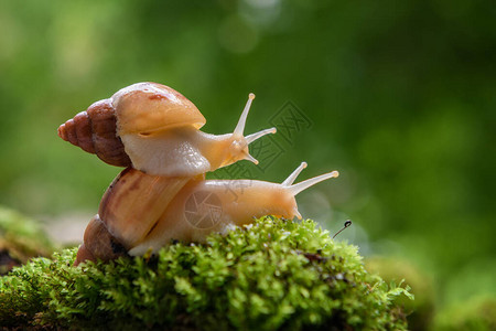 紧的棕蜗牛非洲蜗牛图片