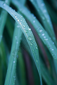 雨后在草叶顶部闪亮的雨滴贴近图片