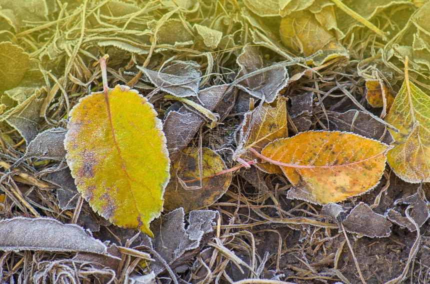 阳光秋天背景秋叶纹理彩色落叶雪和冰覆盖的地面上的图片