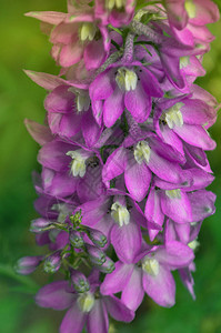 蓝色飞燕草花夏日花园中飞燕草的紫罗兰花图片