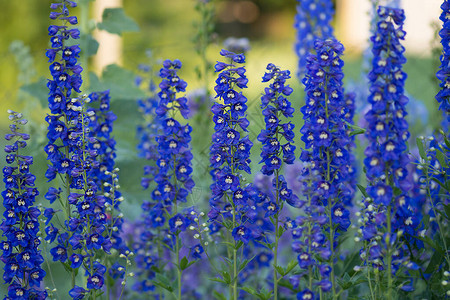 花园里生长着两蓝色的花朵图片