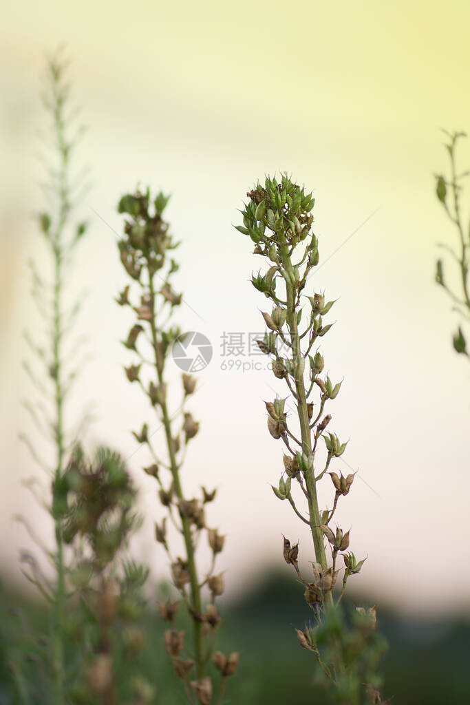 田间有机种植物是从种子中生长出来的飞燕草干菜籽飞图片